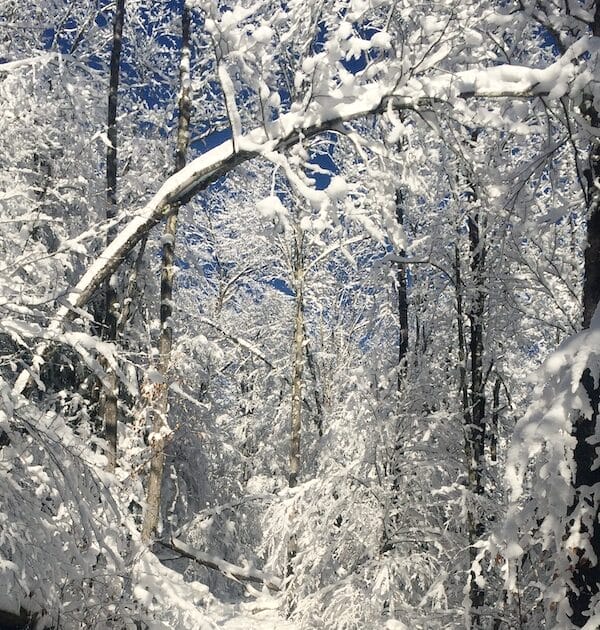 winter wellness 1 Untitled